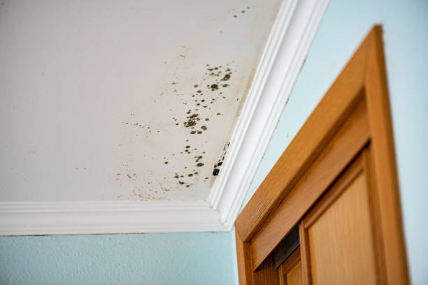 Best Professional Mold Removal  in North Industry, OH